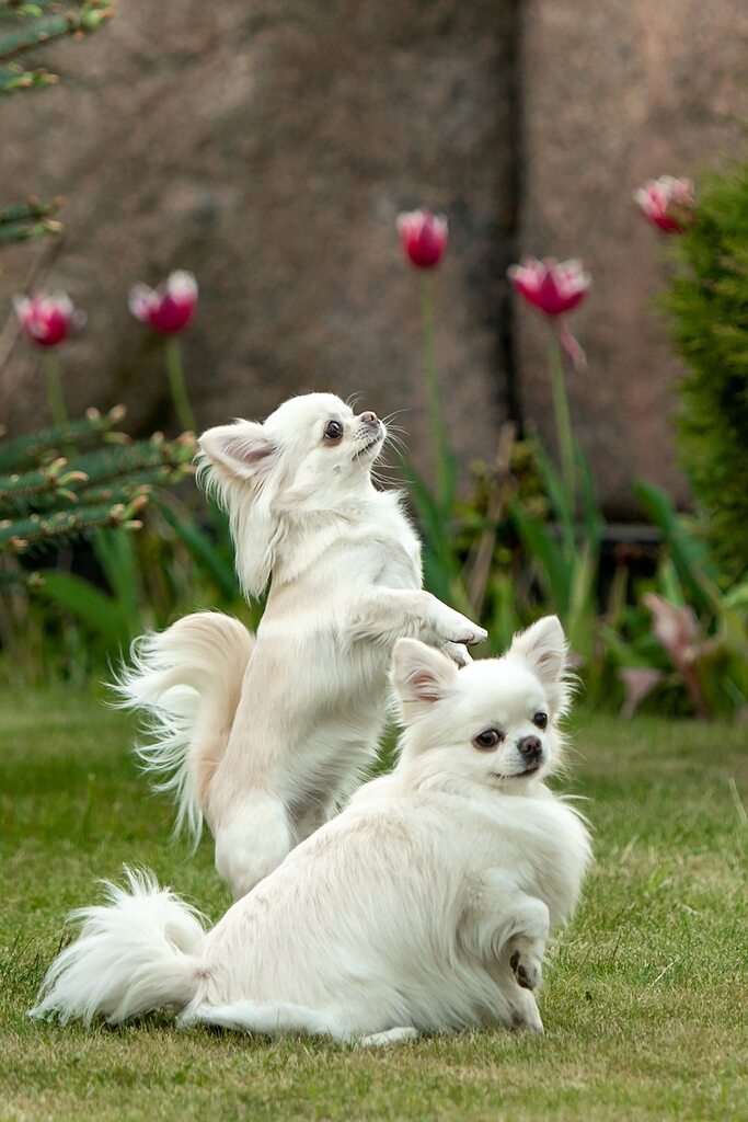 long-haired Chihuahuas in a clearing