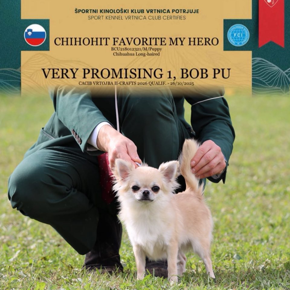 Certificate of winner of our puppy's exhibition in Portugal