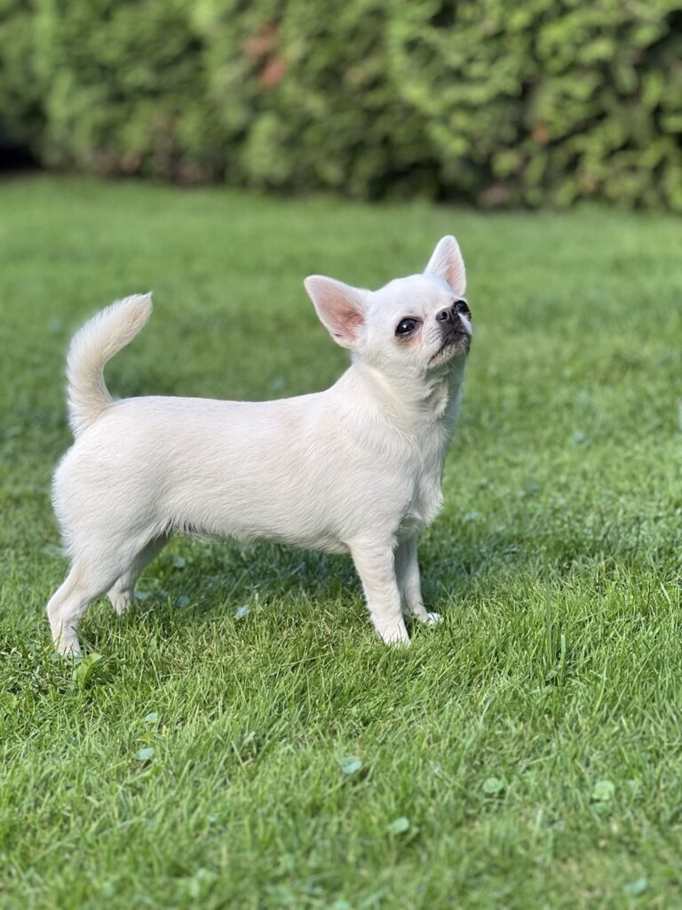 Информация о щенке 7 Chihohit Favorite