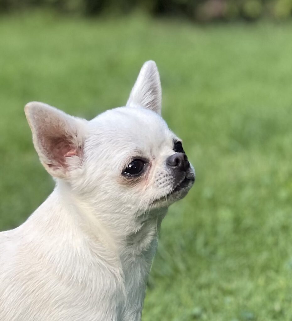 Информация о щенке 9 Chihohit Favorite