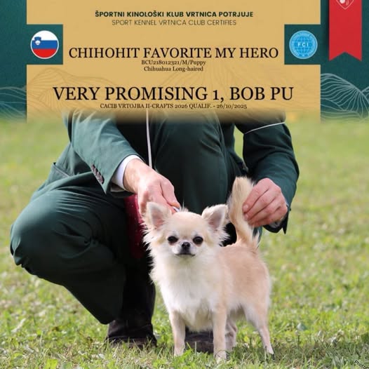 diploma photo of chihuahua