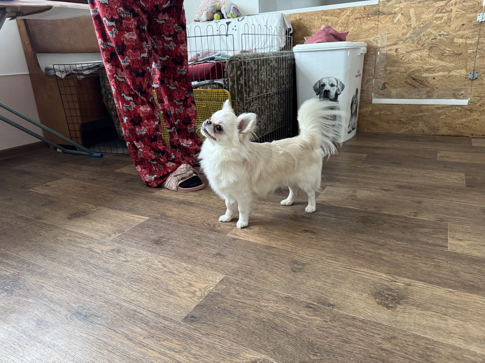 Информация о щенке 2 6 Chihohit Favorite