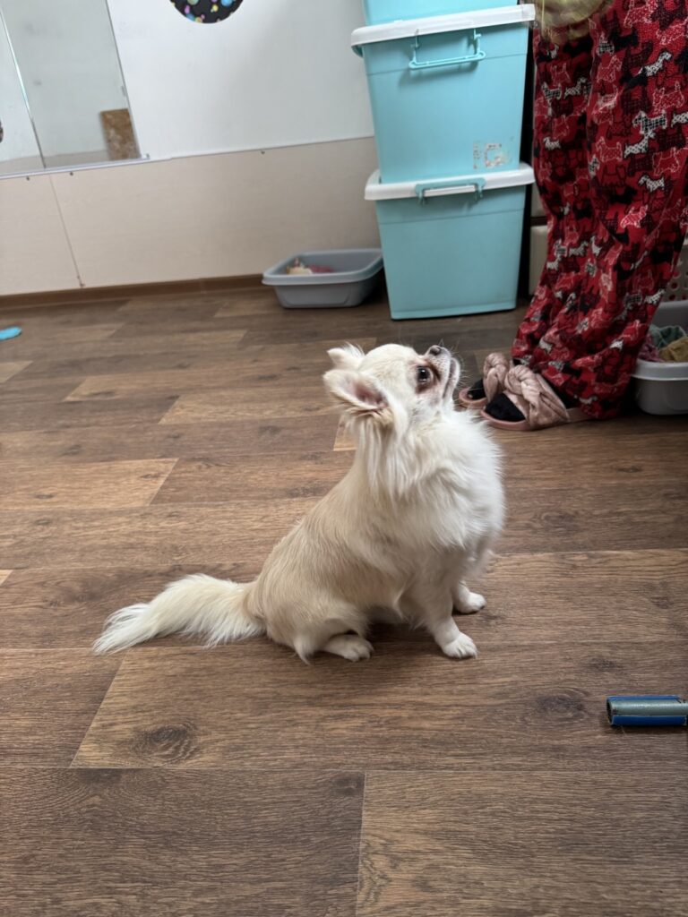 Информация о щенке 2 4 Chihohit Favorite