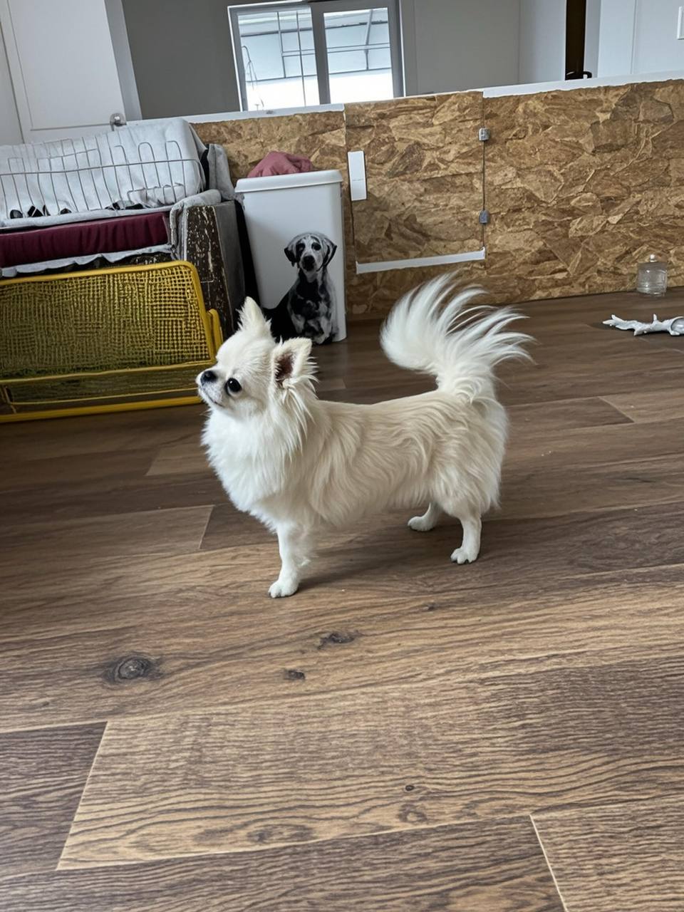 Купить щенка чихуахуа 3 Chihohit Favorite