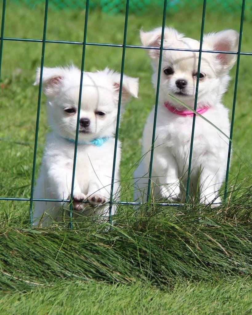 long-haired Chihuahua puppies