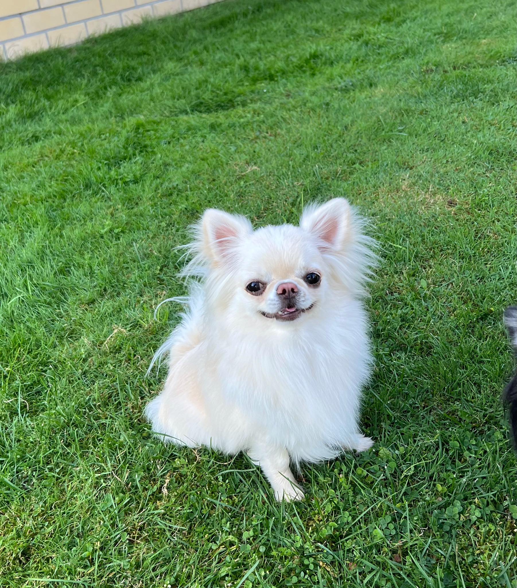 long-haired Chihuahua sitting on the grass