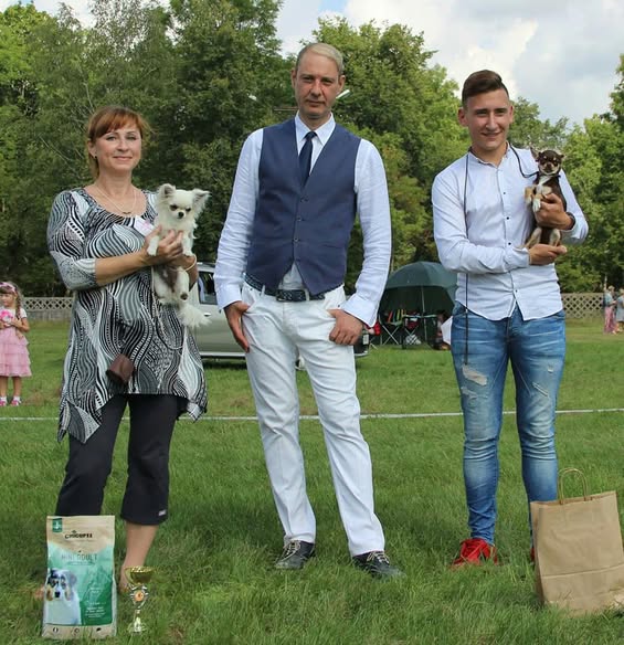 Long-haired Chihuahua puppy show