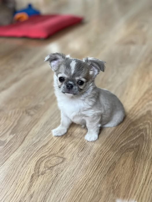long-haired Chihuahua puppy