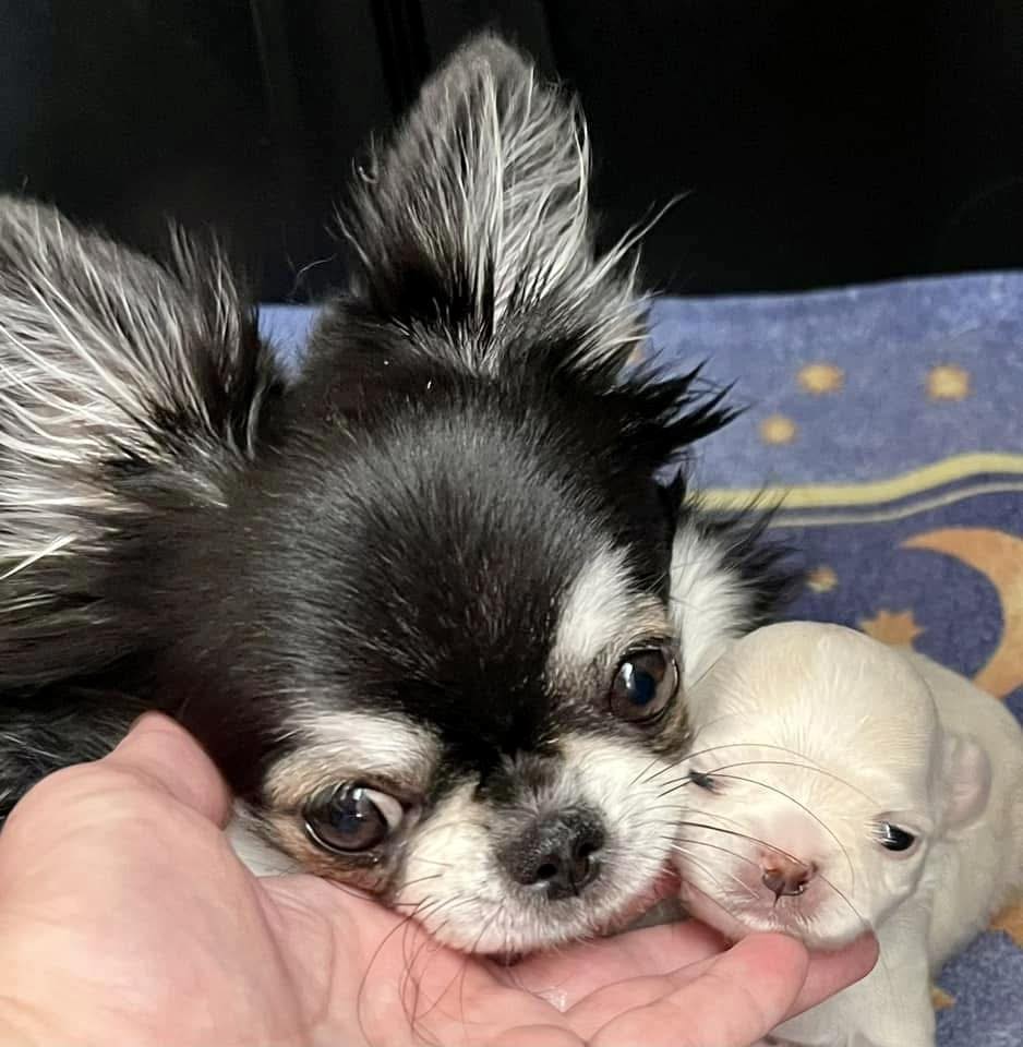Chihuahua with her puppy
