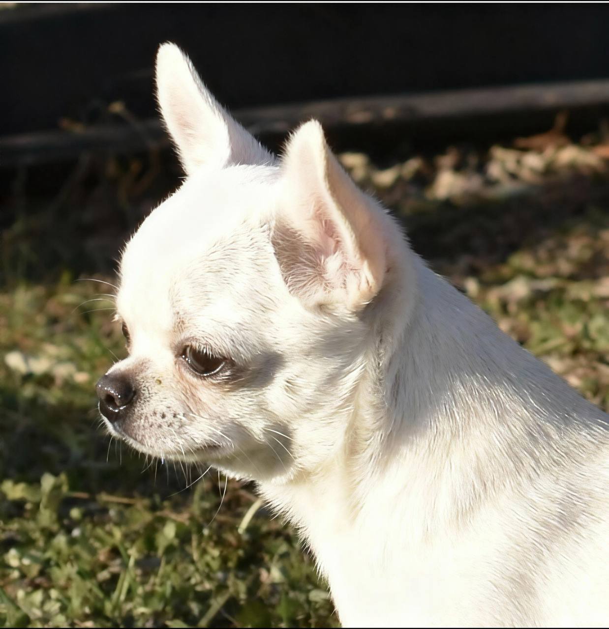 Информация о щенке 3 Chihohit Favorite