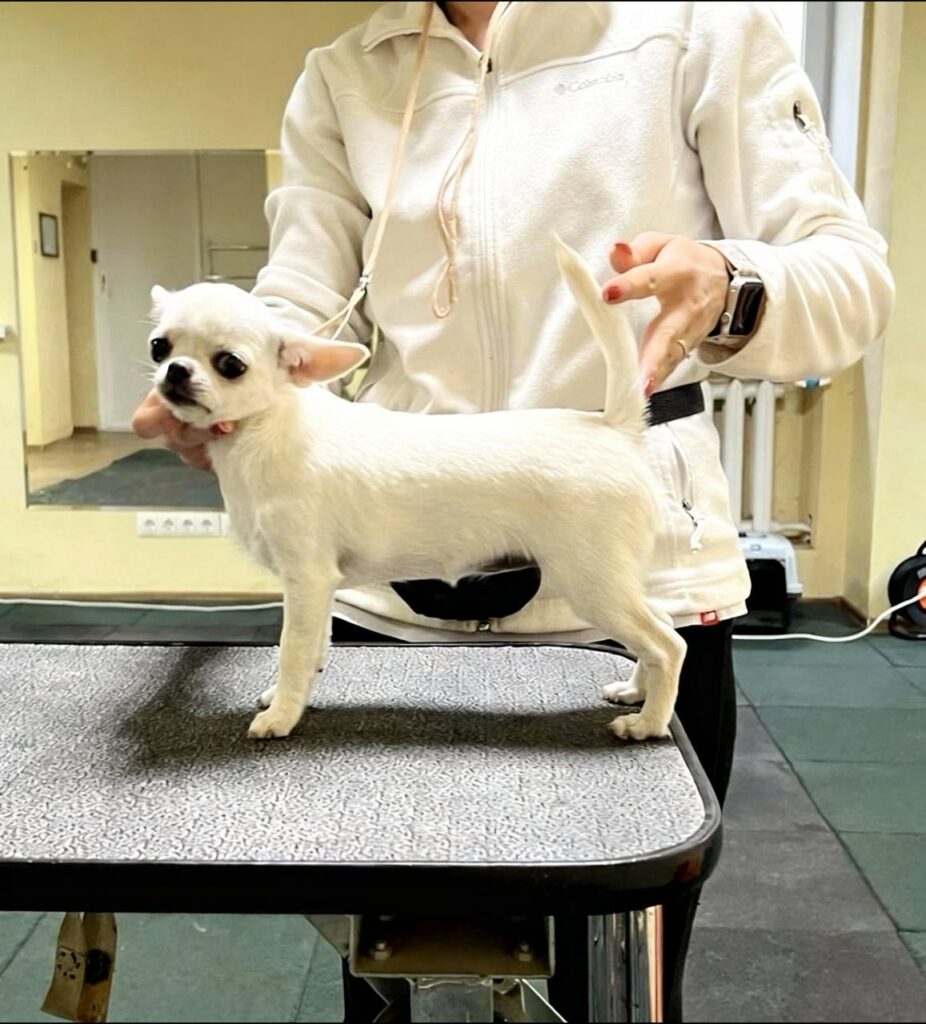 Информация о щенке 15 Chihohit Favorite