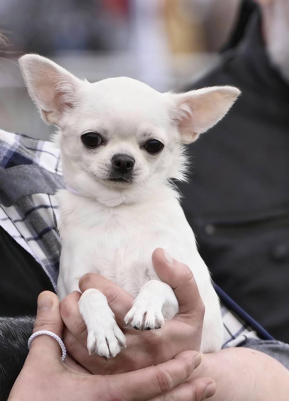 Информация о щенке 1 Chihohit Favorite