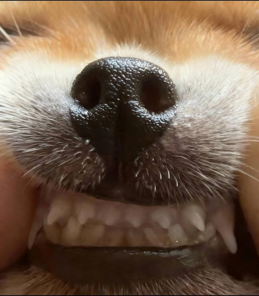 Информация о щенке 13 Chihohit Favorite