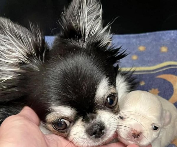 Long-haired Chihuahuas with their puppy